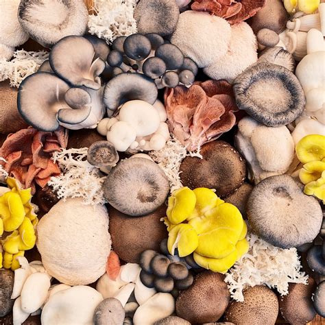 Medical Clinics Will Soon Prescribe Specific Psychedelic Mushroom Varieties - RYZE Superfoods