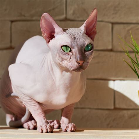 15 Hypoallergenic Cat Breeds for Someone With Allergies