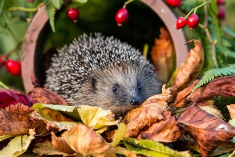 Help hedgehogs in your garden – Scuseme