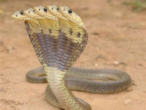 Five Head Snakes Images: 5 Head Snakes