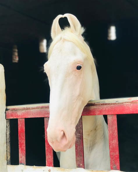 🔥 ️🐎🐎 - ਸੰਧੂ ਬਠਿੰਡੇ ਆਲਾ Sandhu Bathinde Aala