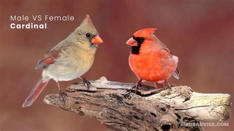 Male VS Female Cardinal: How To Tell Them Apart