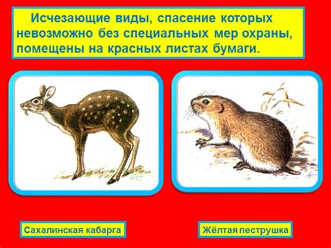 Презентация - Красная книга «Животные»