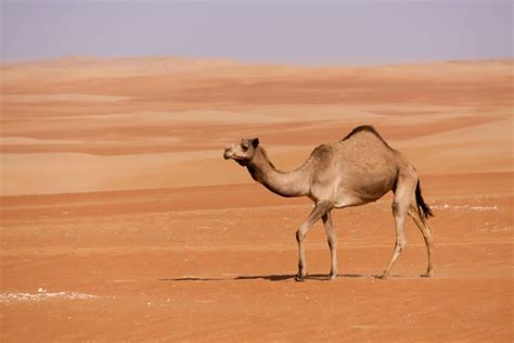 The 7 Types of Camels: From the Desert to the Andes