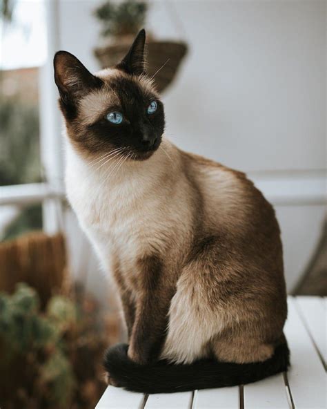 siamese cats  long faces
