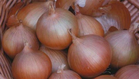 Лук Сеттон: описание сорта, отзывы о вкусовых качествах, фото луковиц ...