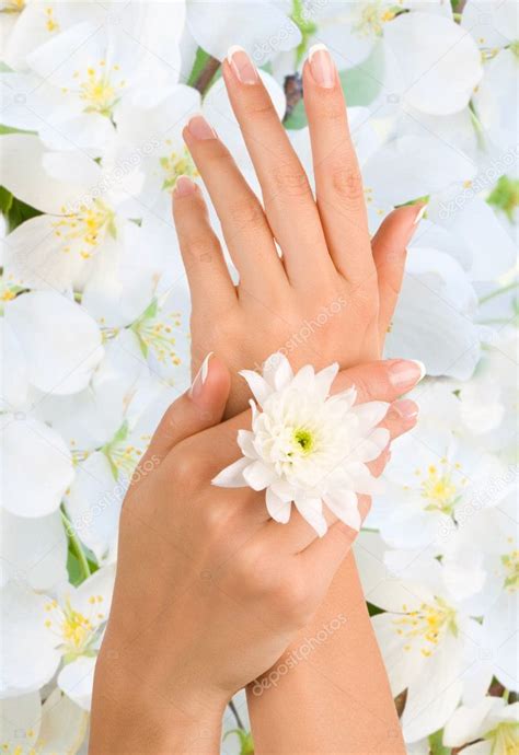 beautiful female hands stock photo  tatyanagl
