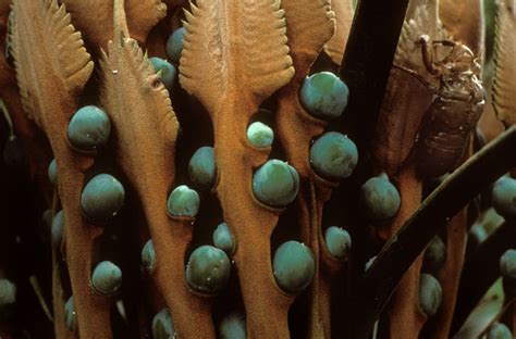 Cycad seeds | Reg Morrison
