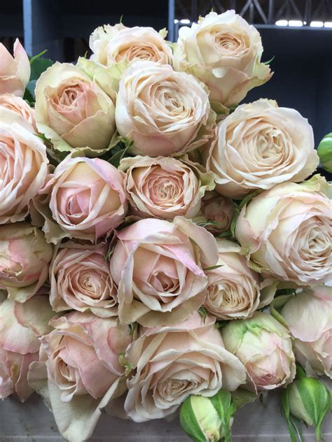 Malaya Gem Garden spray | Rose, Flowers, Types of roses
