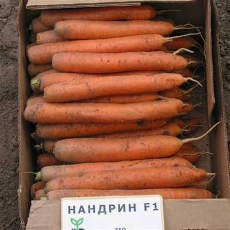 Морковь нандрин описание сорта