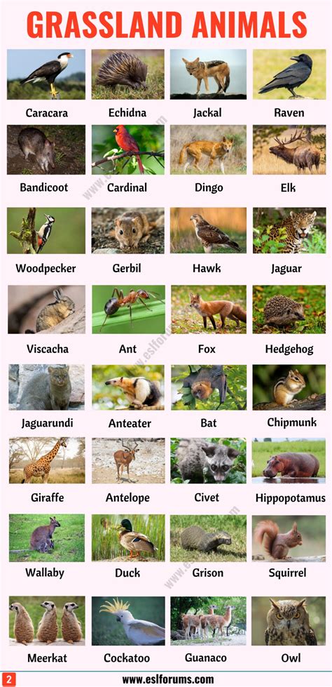 List of Animals: A Big Lesson of Animal Names with the Pictures! - ESL ...