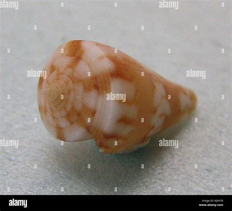 Conus capitanellus 001 Stock Photo - Alamy