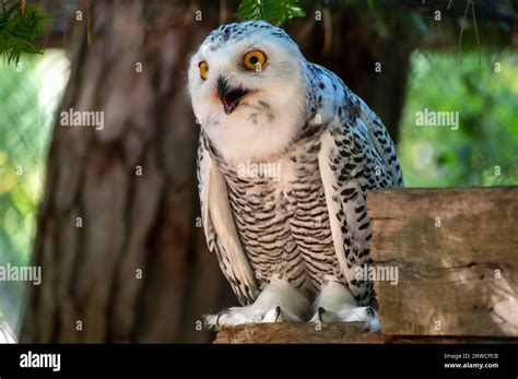 A funny looking snowy owl Stock Photo - Alamy