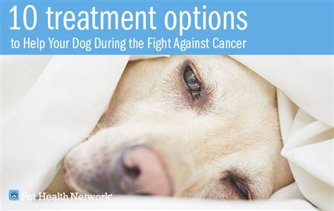 10 Treatment Options to Help Your Dog During the Fight Against Cancer