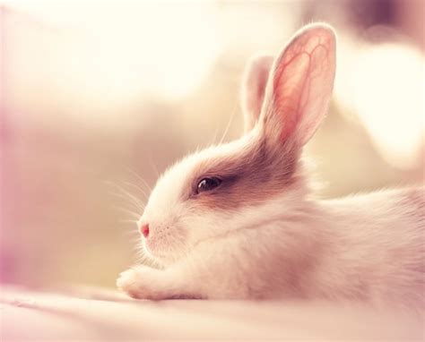 Фотографии милых кроликов Арефин (Arefin) (18 фото) — FotoJoin