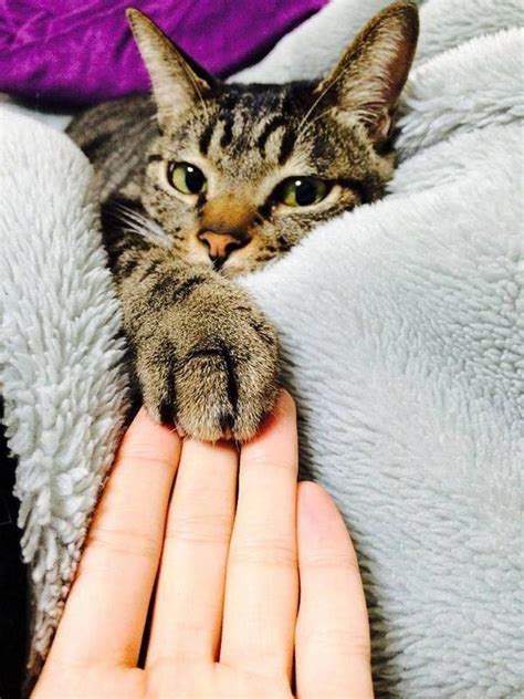 Дай лапу друг на счастье мне... (13 фото) / Юмор | Cute cats, Tabby cat ...