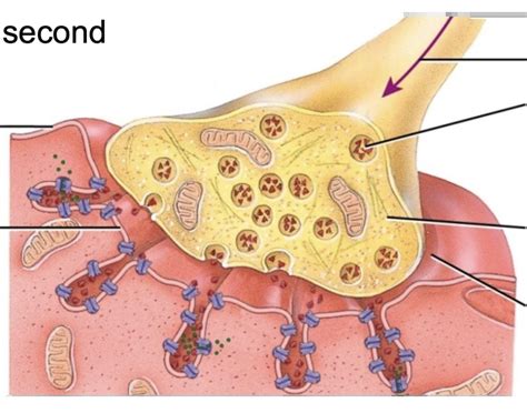 Anatomy of neuromuscular junction Quiz