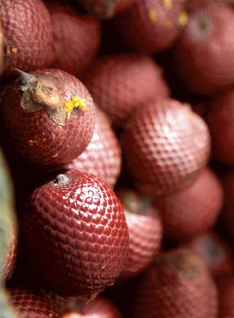 BURITI OIL – Nativilis Natural Essential Oils