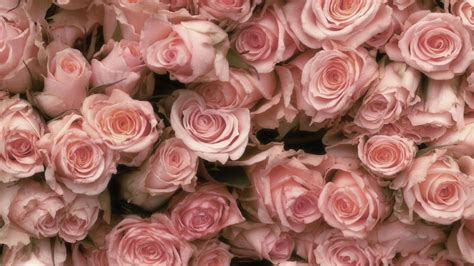 pretty pink roses wallpaper  rose collection wallpaper flower