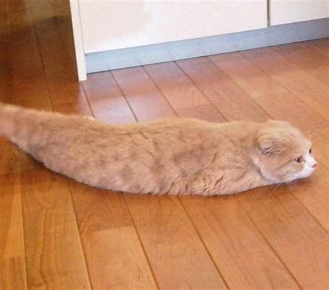 Cursed Images of Cats