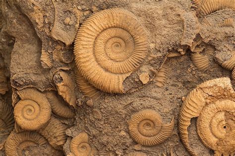 Which Fossils Are Index Fossils
