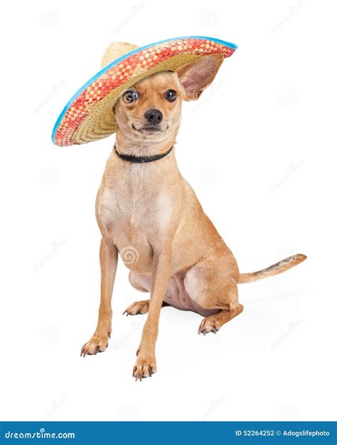Mexican Chihuahua Cheese Or Mennonite Cheese And Tequila Or Mezcal Shot