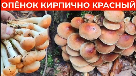 ЭТИ ГРИБЫ НЕ ПРОХОДИ МИМО / Как выглядит съедобный гриб Опенок Кирпично ...