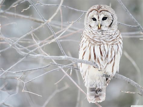 🔥 [50+] Snowy Owl Wallpapers and Screensavers | WallpaperSafari