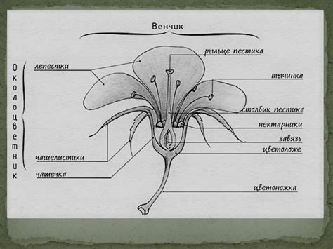 Цветок и соцветия, плоды и семена покрытосеменных - презентация онлайн