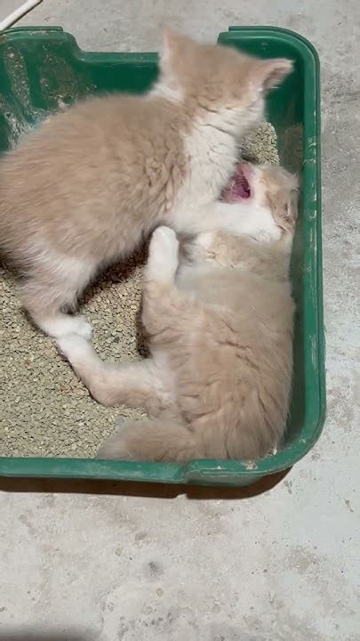 Мои попытки приучить котят к лотку #деревенскаяжизнь #кошки #kitten ...