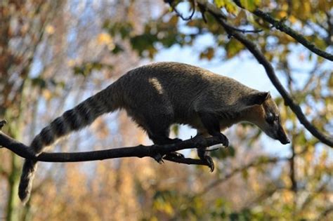Носуха (коати) – фото и описание животного, где живут, чем питаются ...