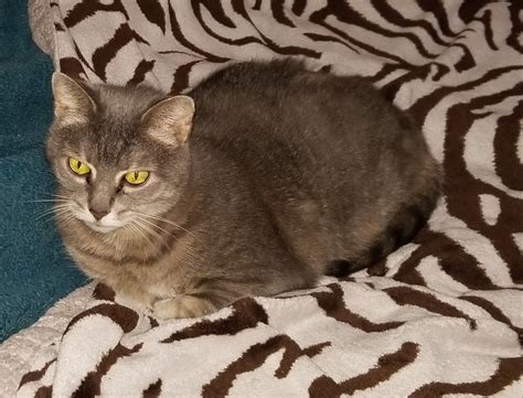 Cat Kiera