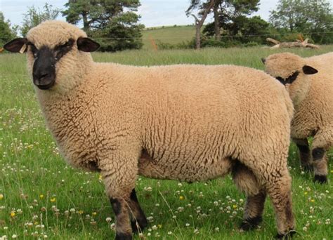 sheep breeds sheep breeds keveyd