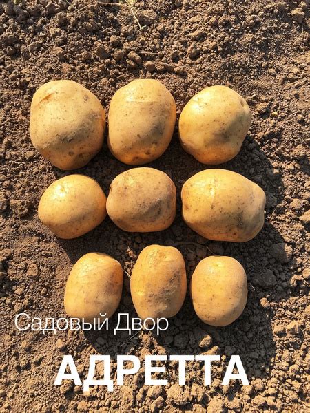 Картофель Картофель - купить по выгодным ценам в интернет-магазине OZON ...
