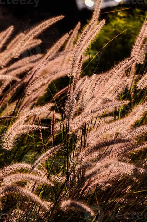 wheat texture background  stock photo  vecteezy