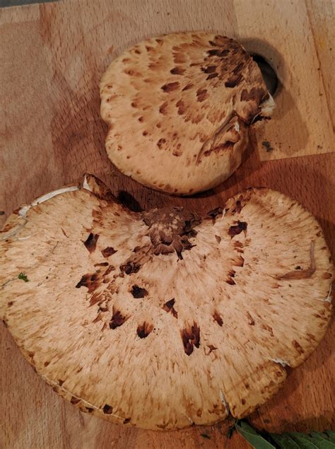 Pheasant Back (Dryad's Saddle) - Stowe Forager