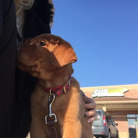 First dog! Meet Aspen | Puppies, Dogs, Puppy love