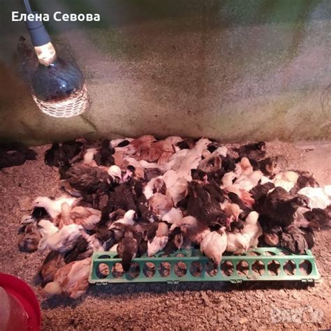 Пиленца на 10 дни в Кокошки и пуйки в с. Зелениково - ID43385221 — Bazar.bg