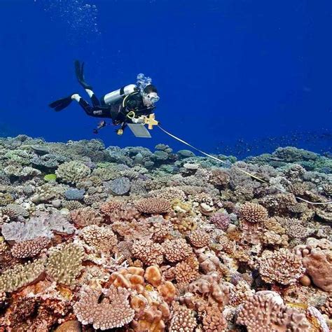 Marine Environmental Science Part 2: Diving Deeper