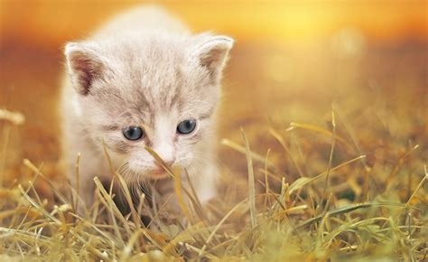 cat cute cat baby kitten pet animal charming 4k HD Wallpaper