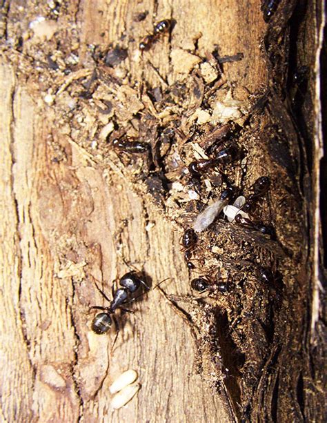 What Do Carpenter Ant Nest Look Like - Picture Of Carpenter