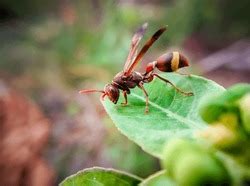 Vespa orientalis, is a type of wasp that likes to sting and live in ...