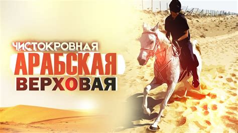 Арабская порода. Выпуск первый - YouTube