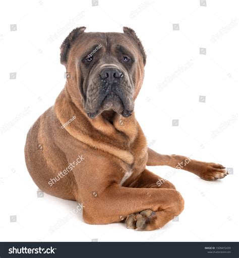 Adult Italian Mastiff Front White Background Stock Photo 1509472439
