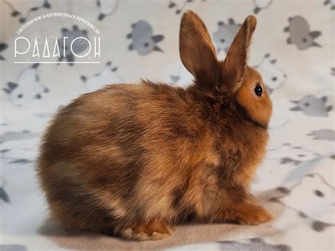 Декоративные карликовые кролики в Москве, Области 🐰