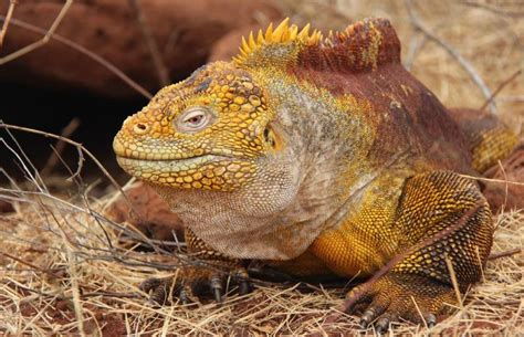 Galapagos Conservation Action