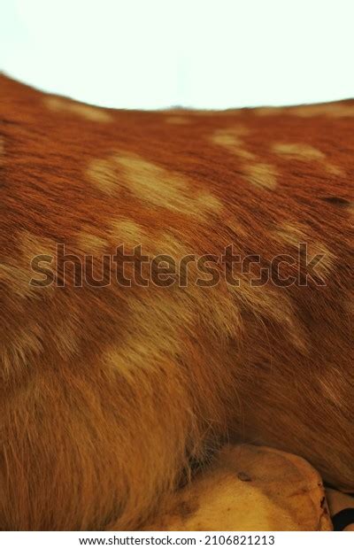 White Spots On Young Deer Fawn Stock Photo 2106821213 | Shutterstock