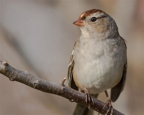 White-crowned Sparrow | Audubon Field Guide