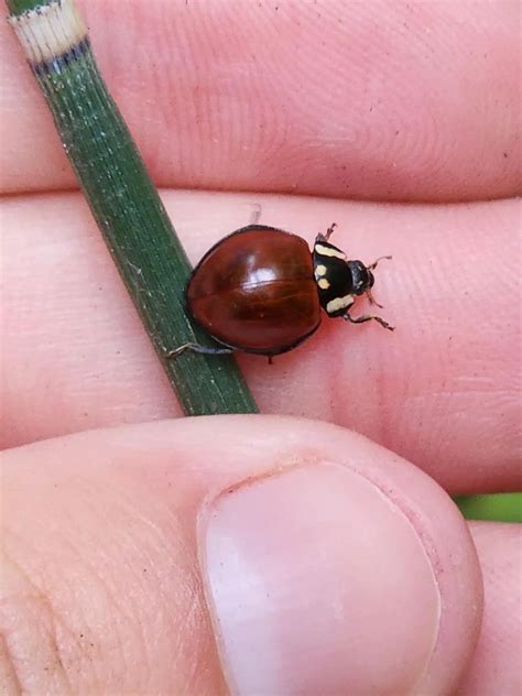 Types Of Red Beetles | 12 Types of Click Beetles: Identification With