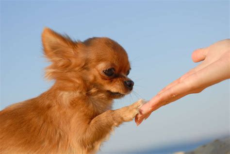 chihuahua breed information guide bark post